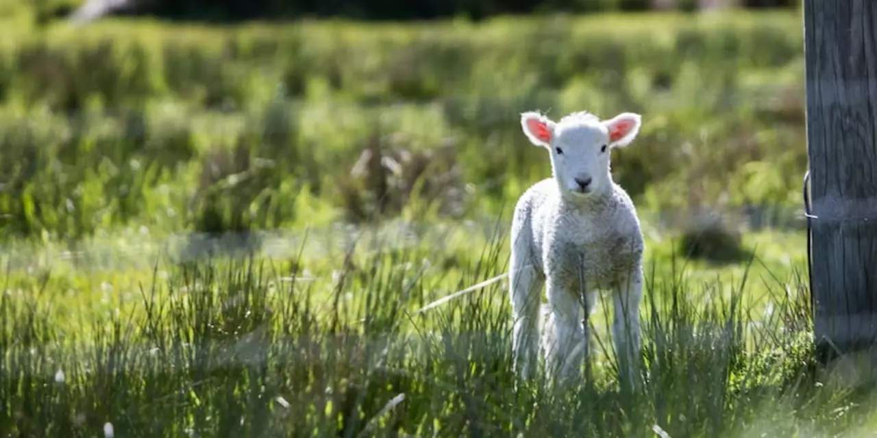 How do you make lamb for Thanksgiving?